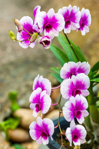 Close-up of pink flowering plants