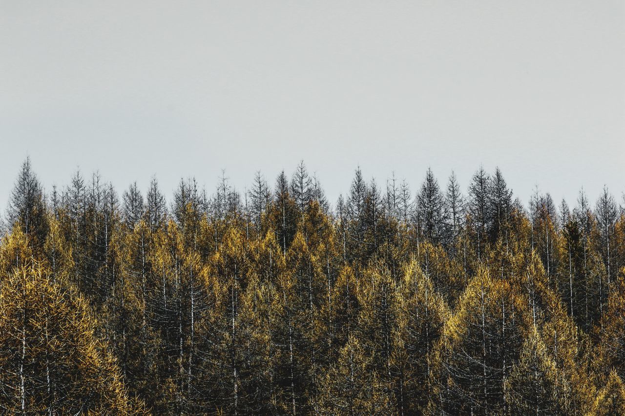 PLANTS GROWING ON LAND