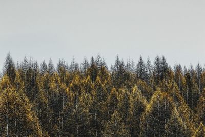 Plants growing on land against sky