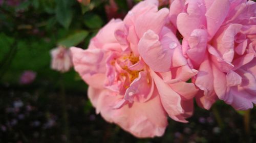 Close-up of pink rose blooming outdoors