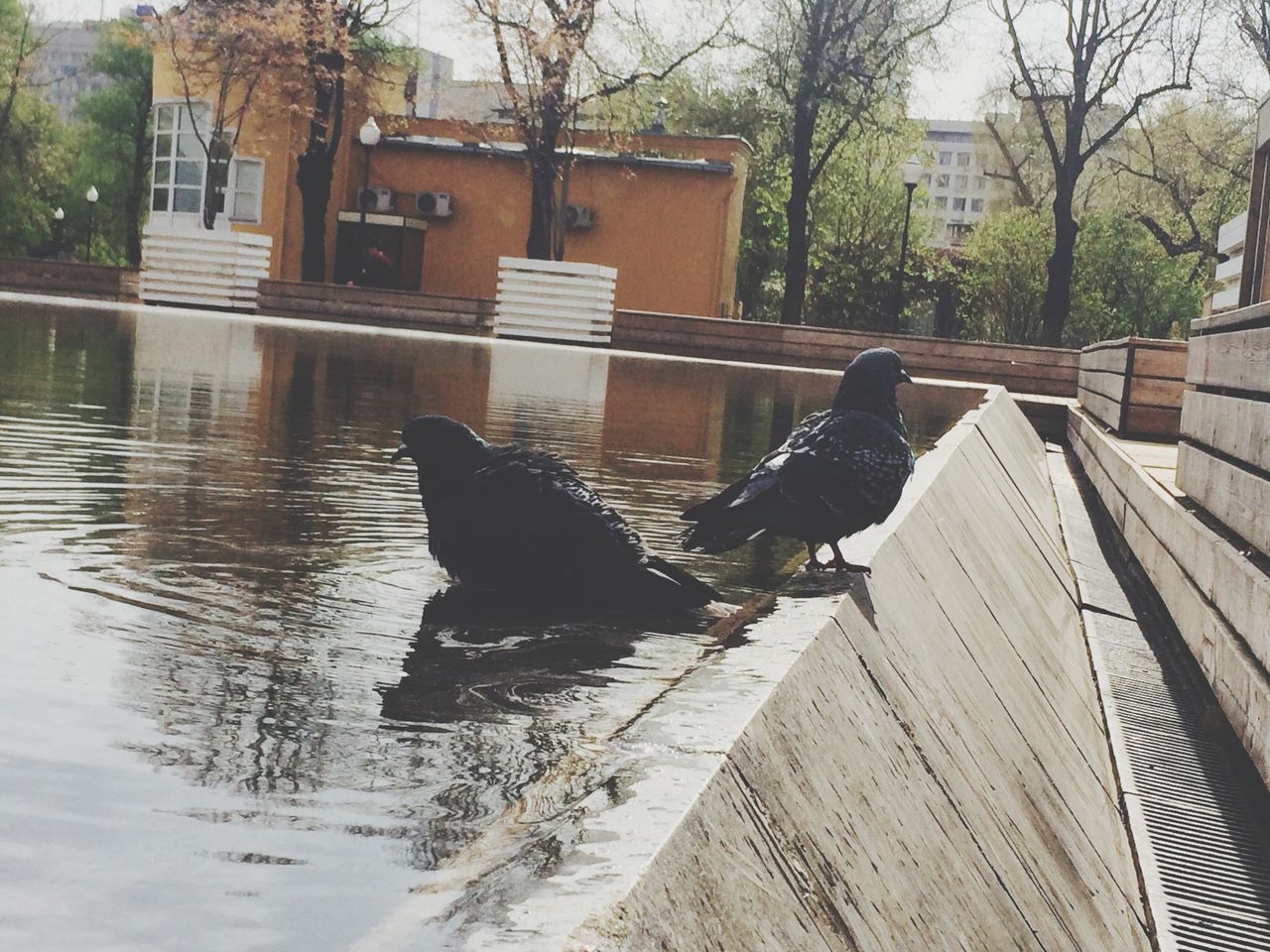 animal themes, bird, building exterior, animals in the wild, built structure, architecture, wildlife, one animal, water, tree, perching, house, duck, outdoors, day, pigeon, city, nature, river, two animals