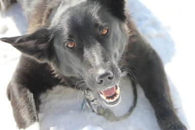 Close-up portrait of dog