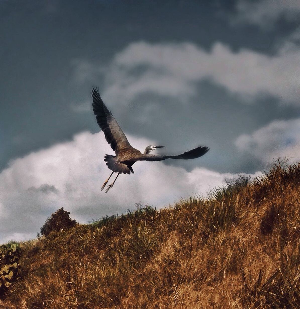 flying, mid-air, animal themes, spread wings, animals in the wild, sky, bird, one animal, wildlife, cloud - sky, low angle view, motion, cloudy, nature, full length, on the move, outdoors, flight, day, no people