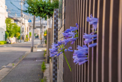 Close-up of purple flower on street