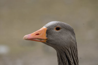 Close-up of animal eye