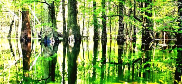 Scenic view of lake in forest