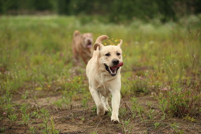 Portrait of dog running on field