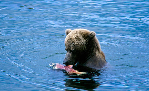 Brown bear eating salmon in river