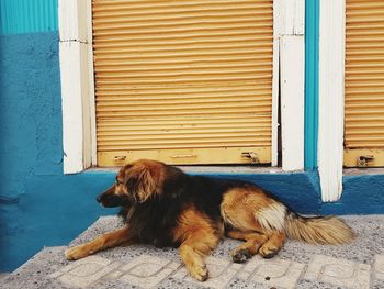 Dog relaxing by door