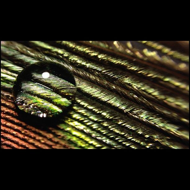 transfer print, growth, auto post production filter, pattern, close-up, plant, green color, leaf, nature, full frame, natural pattern, backgrounds, no people, indoors, textured, tree, day, selective focus, green