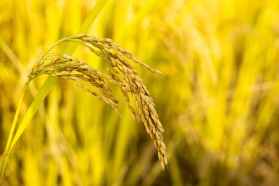 Close-up of wheat growing on field