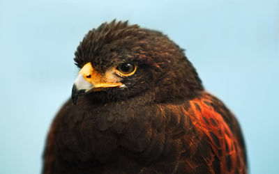 Close-up portrait of owl