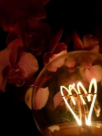 Close-up of illuminated lamp on plant at night