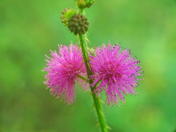 Close-up of thistle blooming outdoors