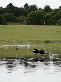Ducks swimming in lake