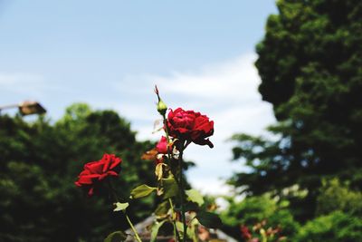 Close-up of red flowering plant