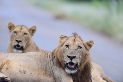 Portrait of a lion