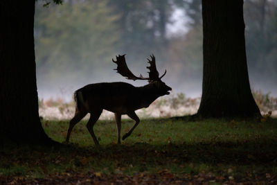 Deer standing on a field