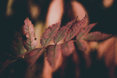 Close-up of autumnal leaves on tree