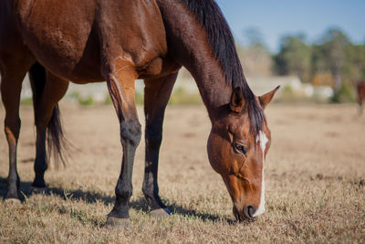 Horse grazing in a field