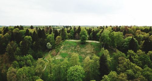 Panoramic view of trees growing in forest against sky