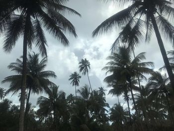 Low angle view of palm trees against sky