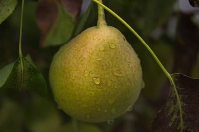 Close-up of fruits on tree