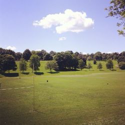 Trees on field