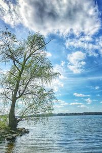 Low angle view of tree by sea against sky