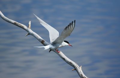 High angle view of tern perching on branch against lake