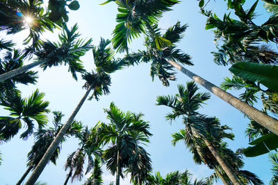 Low angle view of coconut palm trees against clear sky