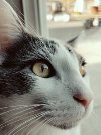 Close-up of cat looking away