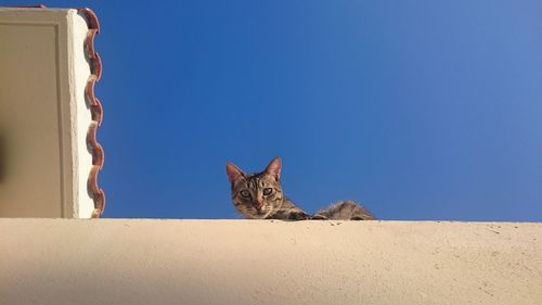 Portrait of stray cat on surrounding wall against clear blue sky