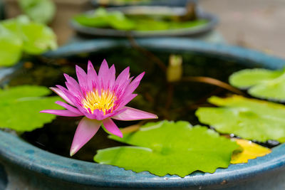 Close-up of lotus water lily in pond