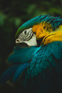 Close-up of parrot