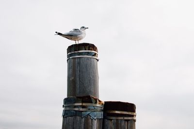 Low angle view of seagull perching on wooden post against sky