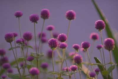 Close-up of pink flowering plants on field