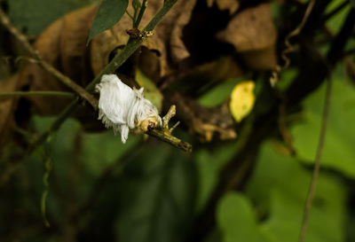 Close-up of white flowers on plant