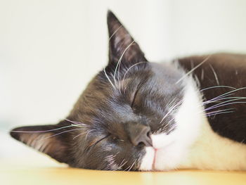 Close-up of cat resting