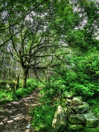 Trees in forest