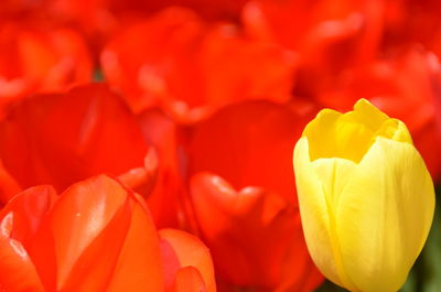 Close-up of red flowers