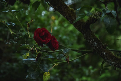 Close-up of red rose