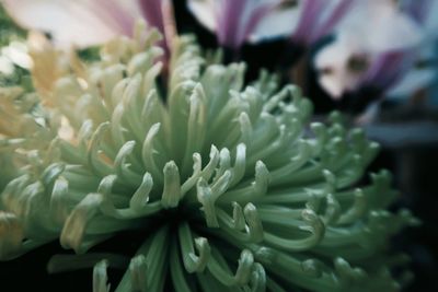 Close-up of white flowering plant