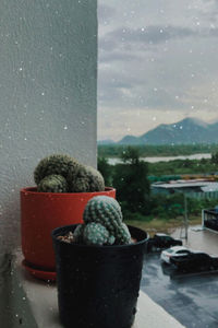 Close-up of potted plant on glass window