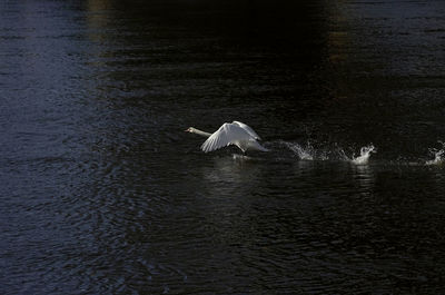 Swan swimming in sea
