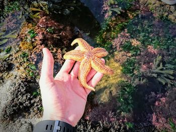 High angle view of human hand
