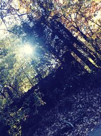 Low angle view of trees in forest