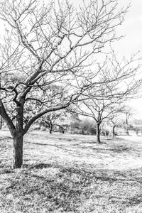 Bare tree on landscape against sky