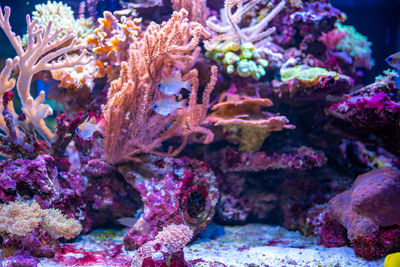 Close-up of coral in sea