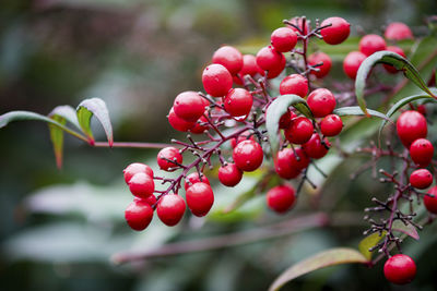 Close-up of berries growing on tree